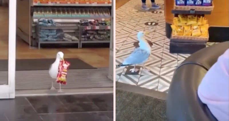 VIDEO Netko je napravio urnebesnu kompilaciju galebova koji kradu čips