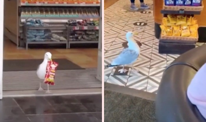VIDEO Netko je napravio urnebesnu kompilaciju galebova koji kradu čips