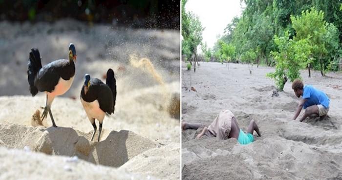 Ove ptice skrivaju svoja jaja duboko u pijesku, a jedan od najvećih razloga su ljudi