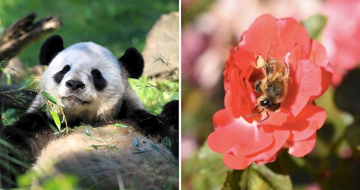 15 zanimljivih činjenica o životinjama za koje možda niste znali