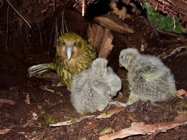 6. Za razliku od većine ptica, kakapovi grade gnijezda na tlu ili u šupljem deblu drveća