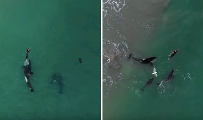 VIDEO Nevjerojatna snimka "kitova ubojica" koji se igraju s hrabrom plivačicom
