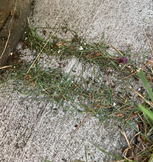 "Mravi u mom dvorištu postavili su barikade s travom uz stazu na kojoj vode svoje bebe."