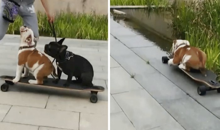 Tijekom snimanja ova dva talentirana psa, nešto je pošlo po zlu