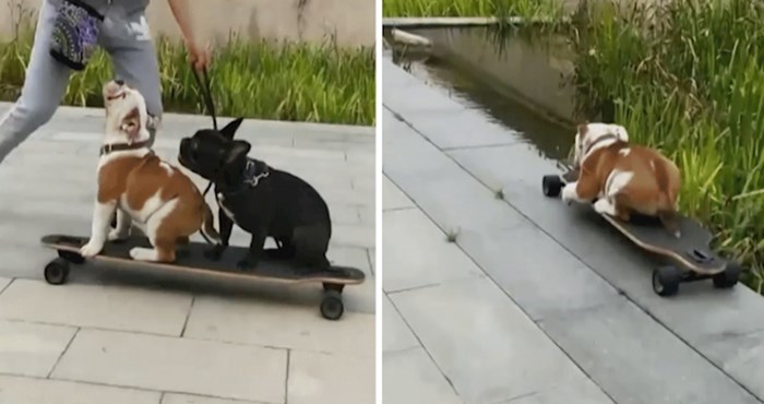 Tijekom snimanja ova dva talentirana psa, nešto je pošlo po zlu
