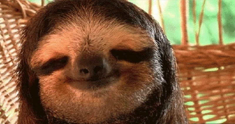 Ovaj ljenjivac pronašao je mjesto za popodnevni odmor