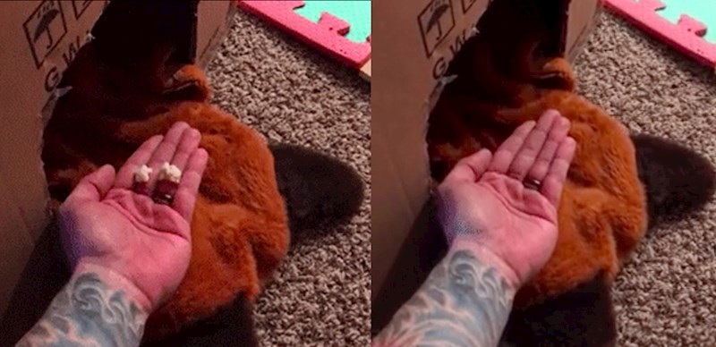 Što mislite tko će proviriti iz kartonske kućice?