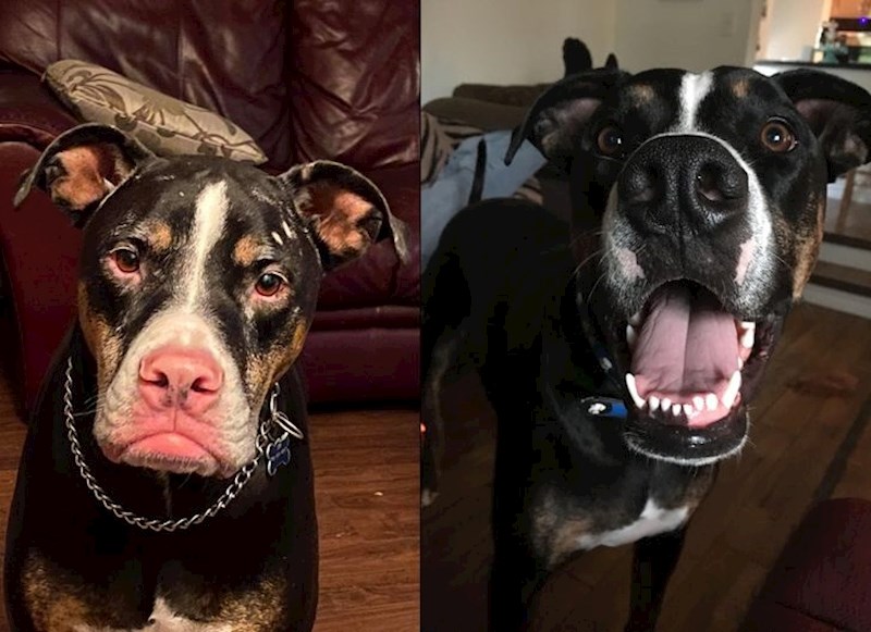 "Usne mog psa prešle su iz ružičaste u crnu boju."