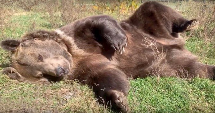 VIDEO Leo je prijateljski raspoložen medvjed koji obožava ljenčariti na suncu