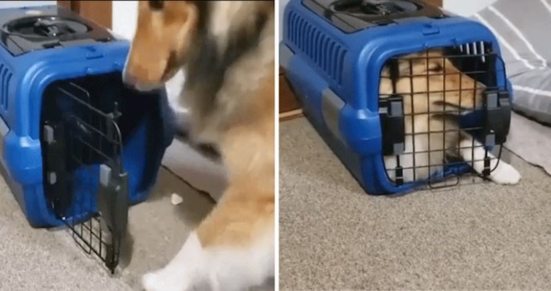 Ona obožava putovati, pogledajte kako izgleda uvlačenje u premali transporter