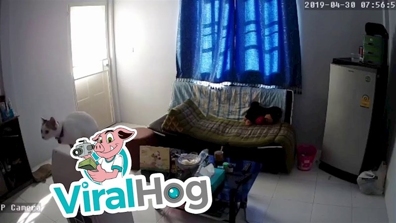 VIDEO Ova mačka pripremila je veliko iznenađenje za svog vlasnika