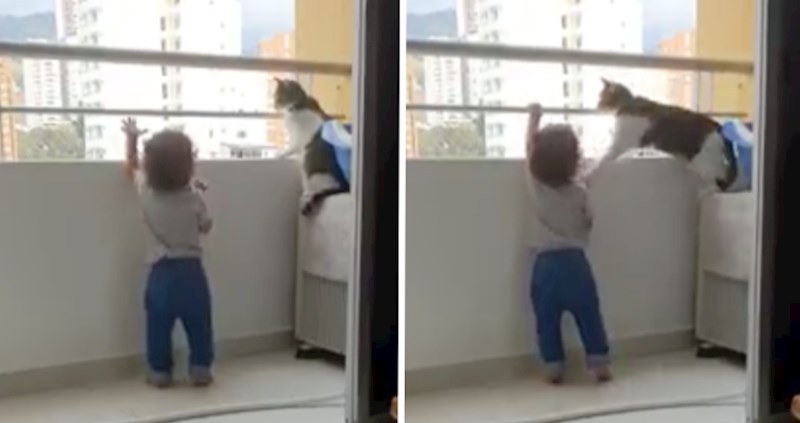 Snimka koja je dokaz da nam životinje uvijek čuvaju leđa