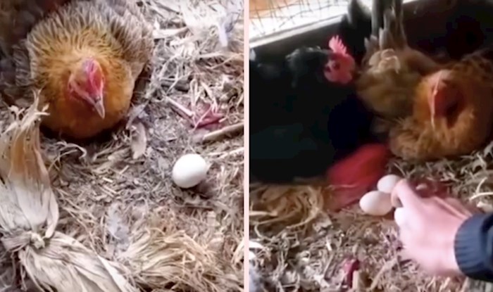 VIDEO Ovaj kineski farmer ima urnebesne načine prikupljanja jaja svojih kokoši
