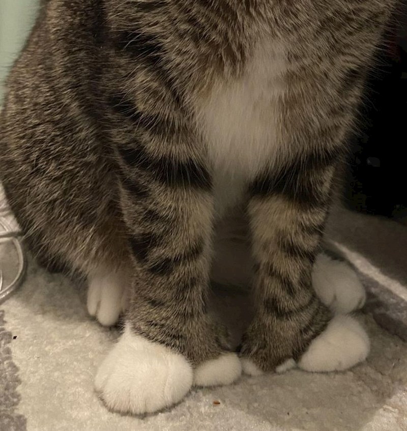 "Mačka mog prijatelja ima 7 prstiju na svakoj šapi."