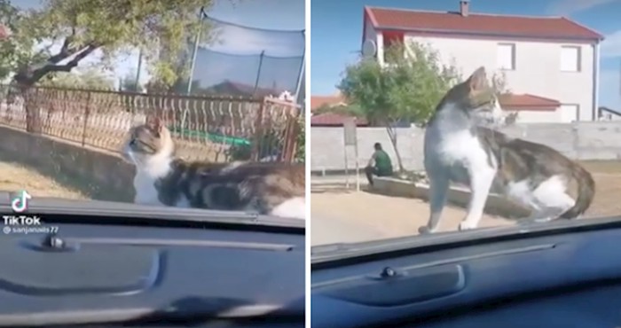 Mačku Dragi teško padaju rastanci, pogledajte kakav problem stvori svojoj vlasnici