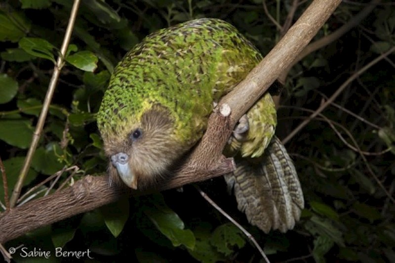 9. Njihov osjet njuha snažniji je od ljudskog skoro dva puta.
