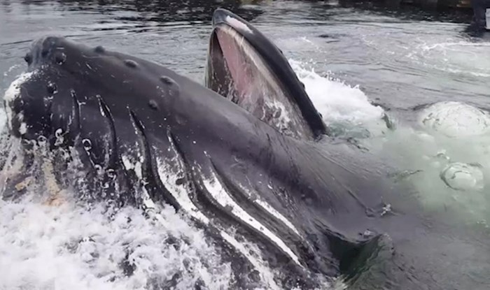 Pogledajte iznenađujući trenutak, ovako se grbavi kitovi hrane blizu obale