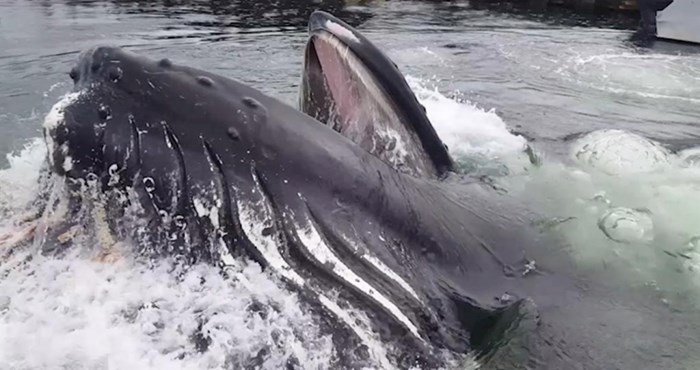 Pogledajte iznenađujući trenutak, ovako se grbavi kitovi hrane blizu obale