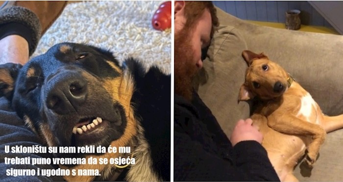 Ako ih udomite, osim što radite dobro djelo voljet će vas do neba