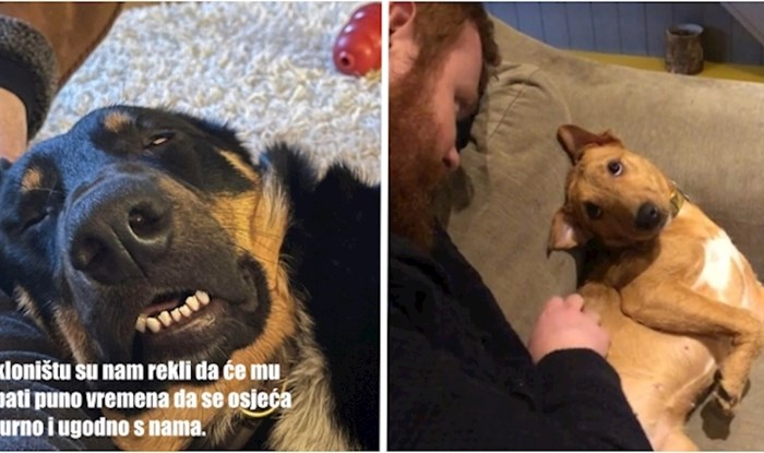 Ako ih udomite, osim što radite dobro djelo voljet će vas do neba