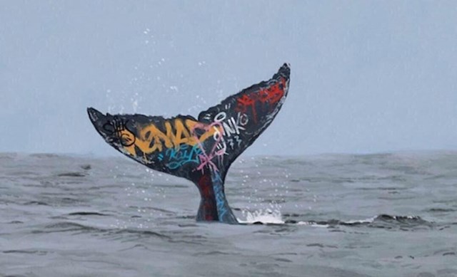 #4 Morski biolozi označavaju kitove u nadi da će bolje razumjeti njihove pokrete