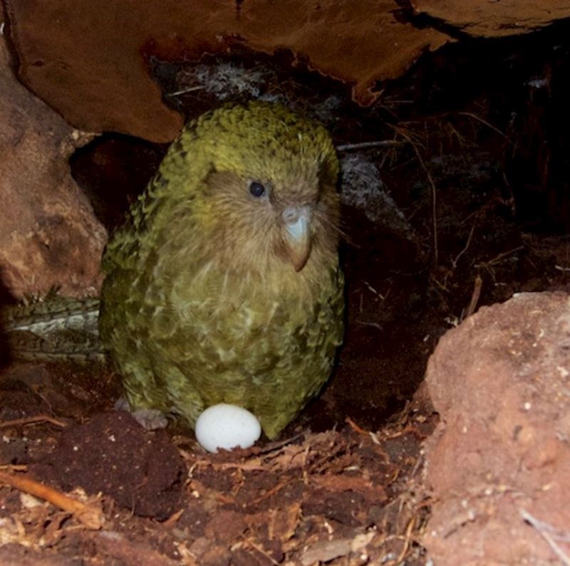 5. Žive na udaljenim otocima bez predatora.