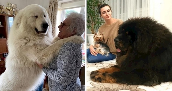 15 fotki ljudi koji su željeli psa, ali sad imaju divovske prijatelje
