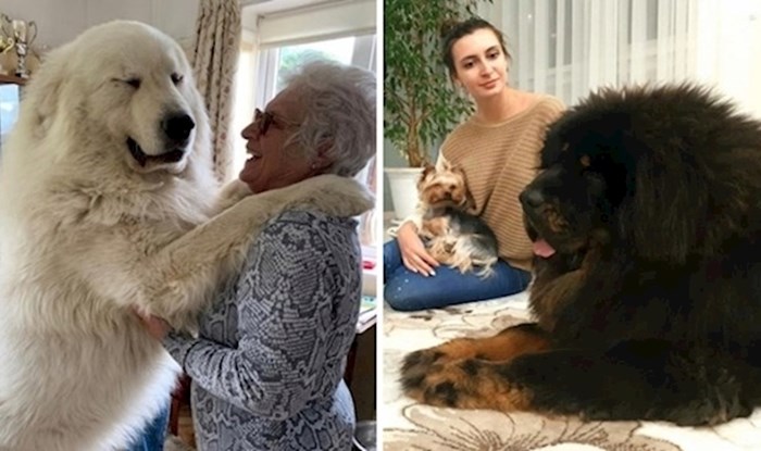 15 fotki ljudi koji su željeli psa, ali sad imaju divovske prijatelje