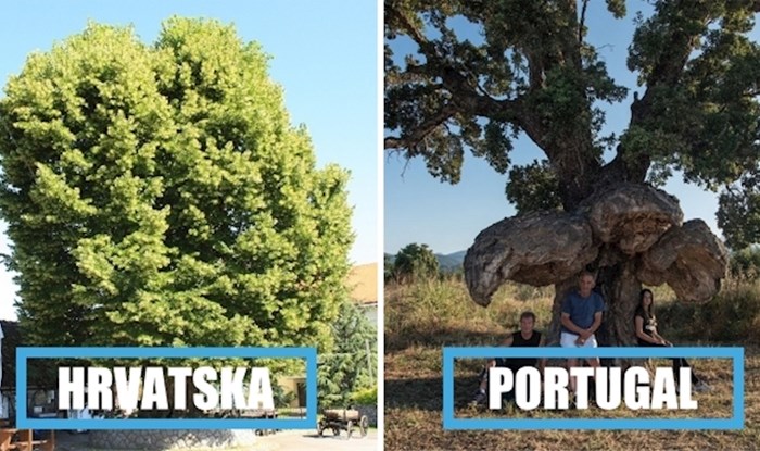 11 europskih stabla s najzanimljivijim pričama