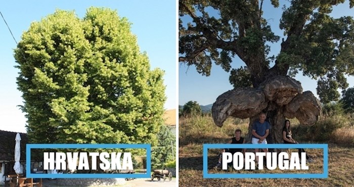 11 europskih stabla s najzanimljivijim pričama