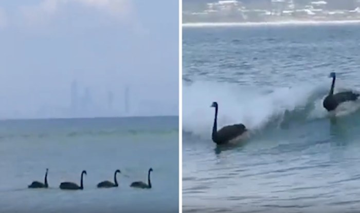 VIDEO Rijedak snimak skupine crnih labuda koji još i surfaju oduševio je mnoge