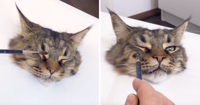 VIDEO 3D portret mačke ili slika koja se kreće? Pogledajte o čemu se radi