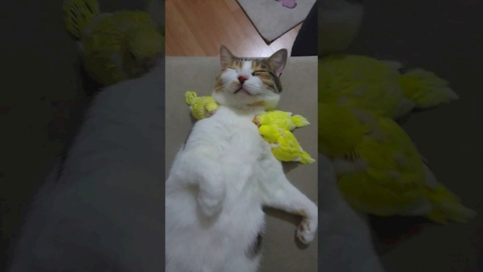 VIDEO Mačka koja obožava spavati s pticama uljepšat će vam dan