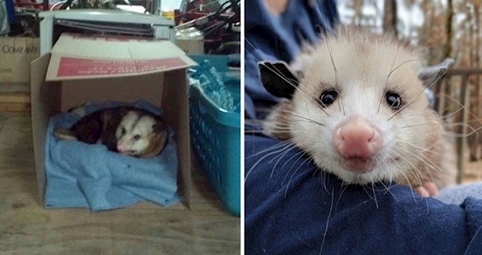 Žena koja je dopustila oposumu da ostane u njezinoj garaži postala je viralni hit