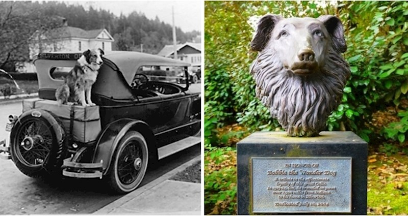 Ovo je Bobbie, čudesni pas koji je do kuće pješačio više od 4 000 kilometara!