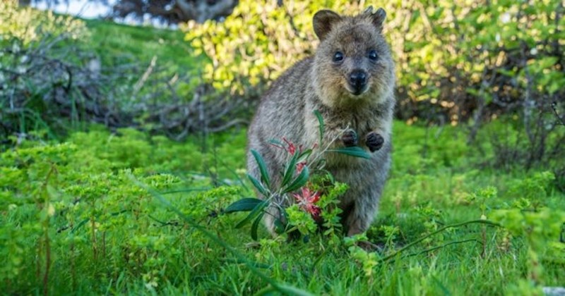Najsretnija životinja nesretne prošlosti