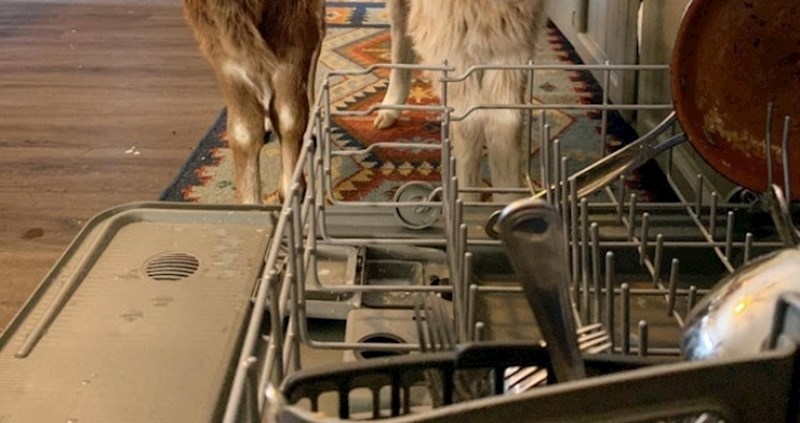 Ova žena ima dva pomoćnika u kuhinji, pogledajte koliko su slatki