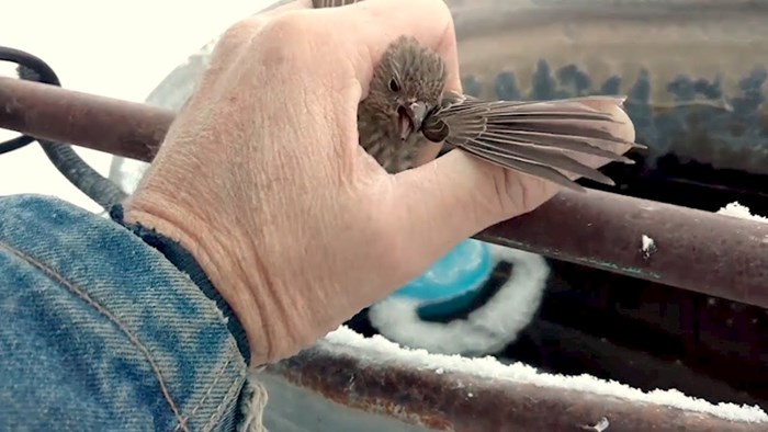 VIDEO Ovaj ljubazni čovjek spasio je pticu koja se od hladnoće zalijepila na metalnu ogradu