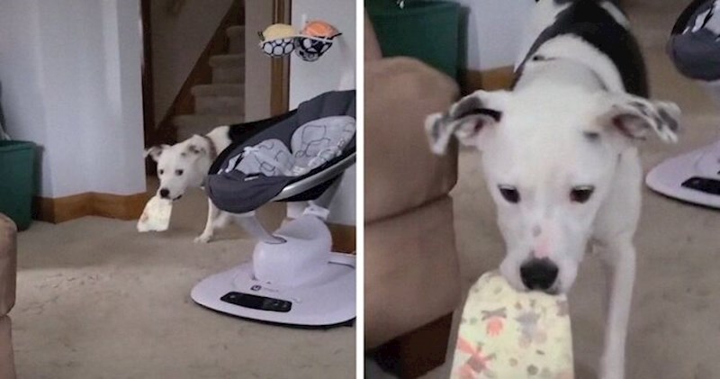 VIDEO Naučio je donijeti pelene i oduševio milijune ljudi; ovo je hit!