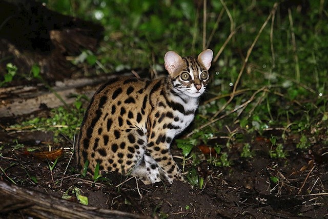 #9 Leopard mačka