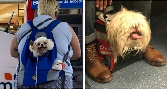 +20 fotki preslatkih psića u torbama koje ljudi na Instagramu obožavaju