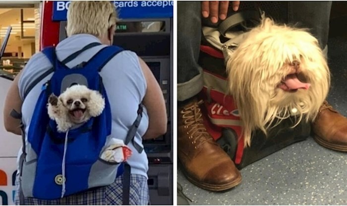 +20 fotki preslatkih psića u torbama koje ljudi na Instagramu obožavaju