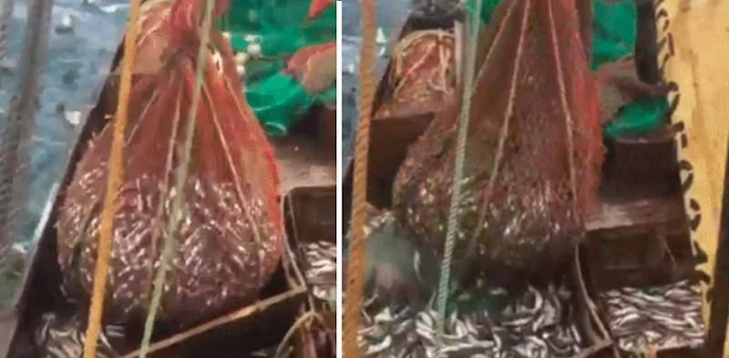 U ovu ribarsku mrežu uhvatilo se nešto potpuno neočekivano