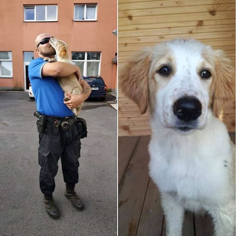 12. Gradska policija objavljuje informacije o životinjama beskućnicima na svojim društvenim medijima u Češkoj.