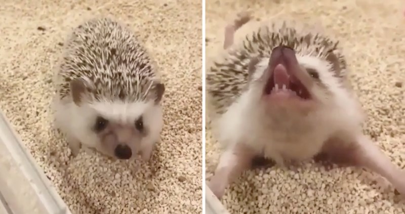 Ako još niste, morate vidjeti kako izgleda preslatko rastezanje malog ježa