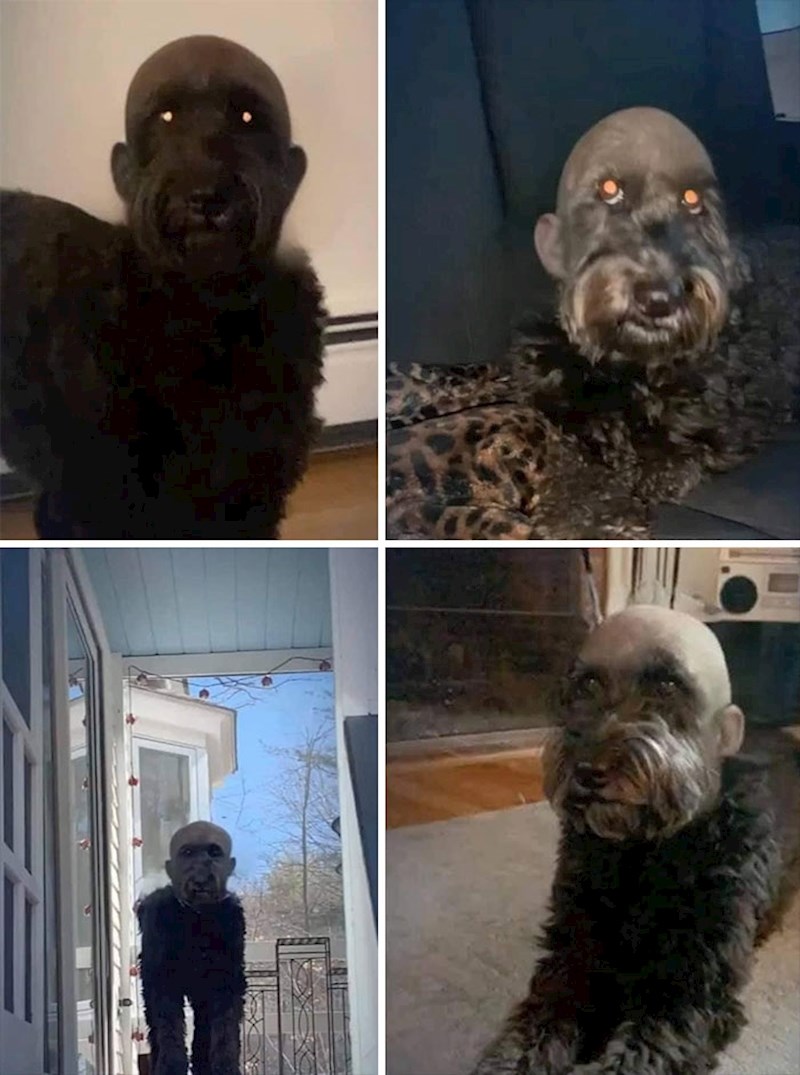 #8 "Filter koji vas pretvara u ćelavca na mom psu izgleda zastrašujuće."