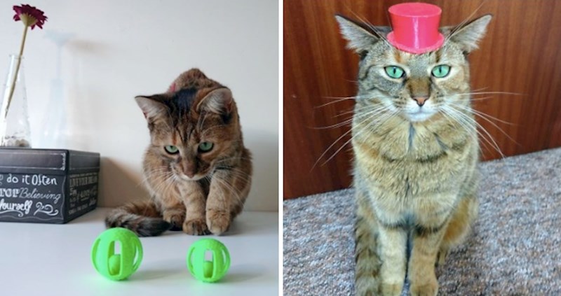 15 simpatičnih dodataka za mačke isprintanih 3D printerom