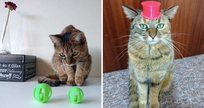 15 simpatičnih dodataka za mačke isprintanih 3D printerom