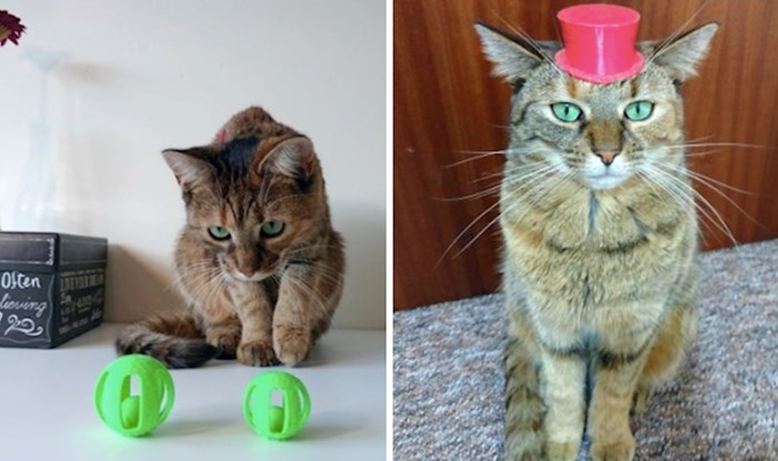 15 simpatičnih dodataka za mačke isprintanih 3D printerom