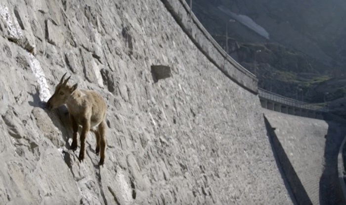 VIDEO Ove koze penju se po 50 metara visokoj brani, pogledajte što traže